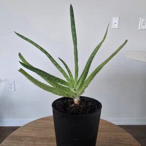 Aloe Plant